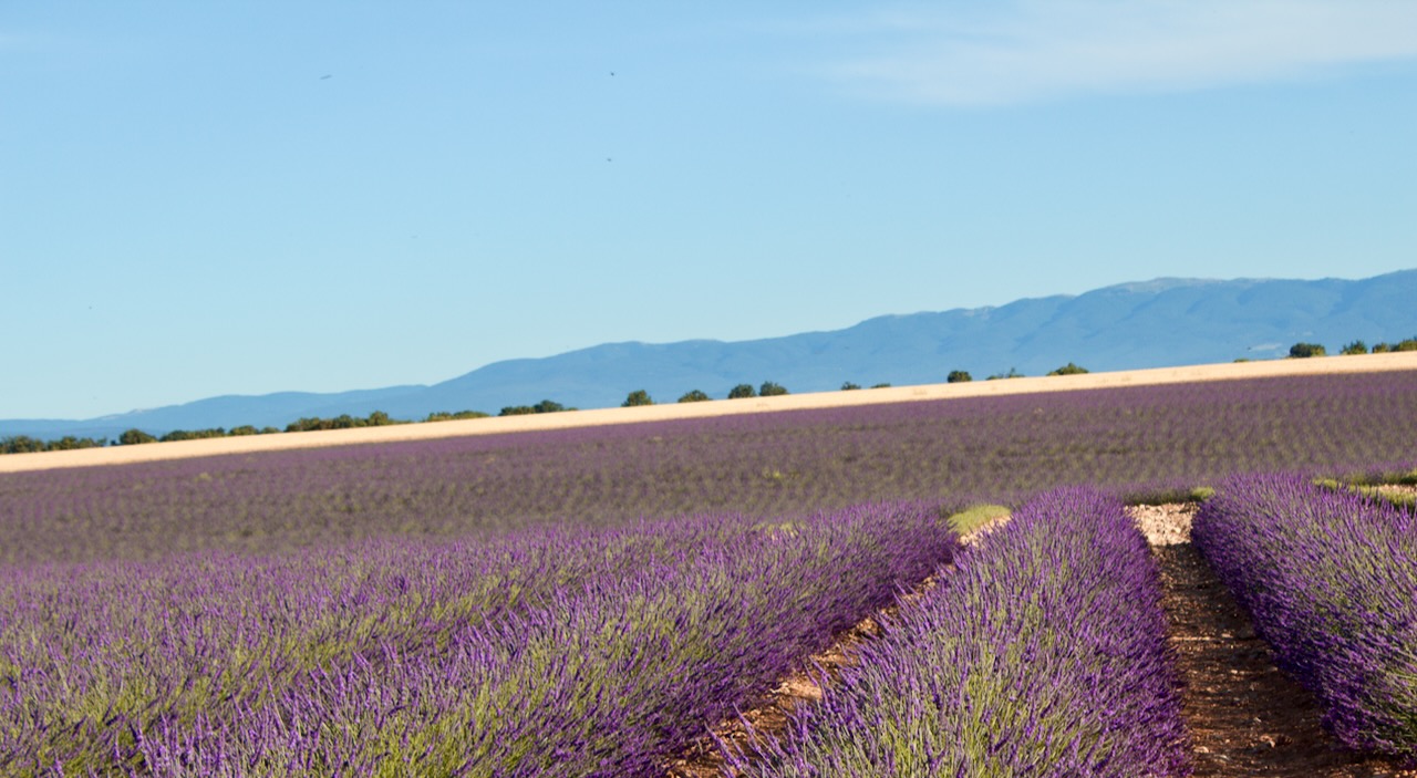 Lavender, Provence, France